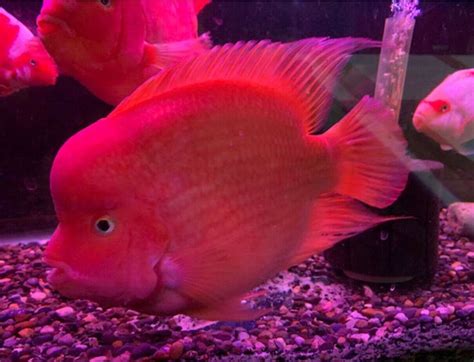 Parrot Cichlid Info sheet: Blood Parrots, King Kong Parrots, and .